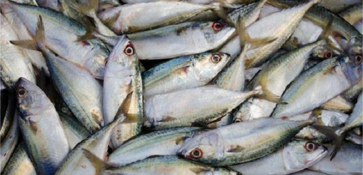 indian-researchers-develop-method-to-recycle-fish-bio-waste-into-green-energy